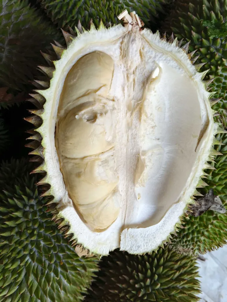 DUREN / DURIAN 1