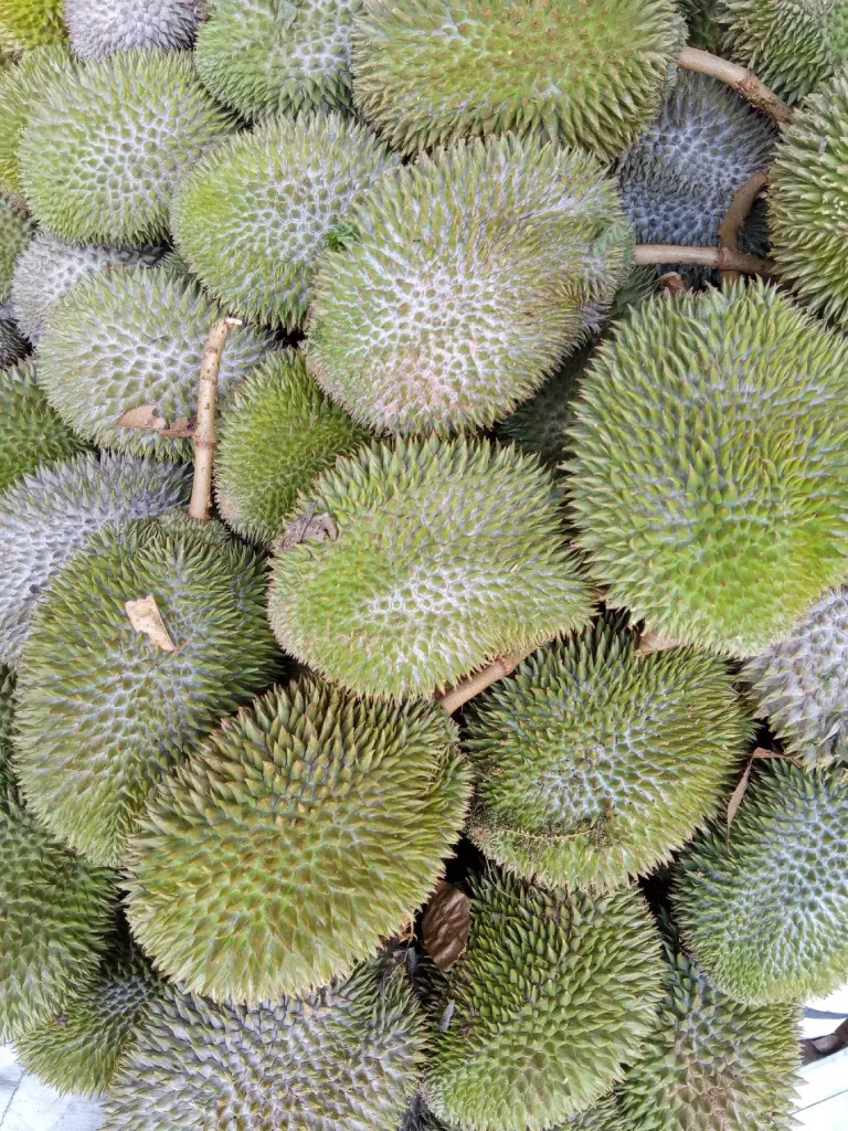 DUREN / DURIAN 3