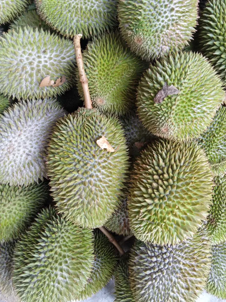 DUREN / DURIAN 2
