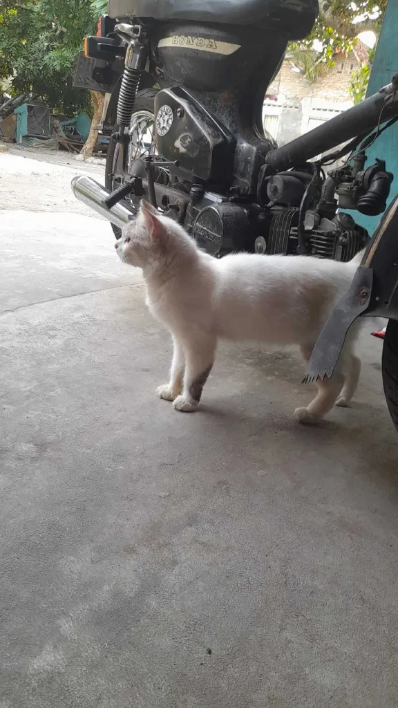 kucing cewek 1