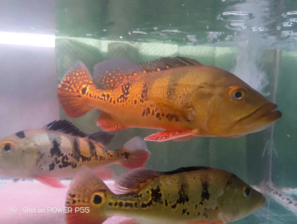 peacock bass kalberi