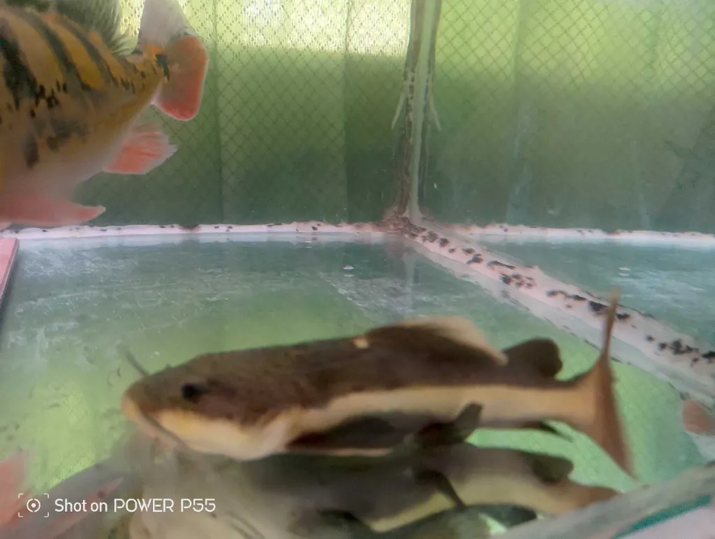 lele RTC red tail catfish