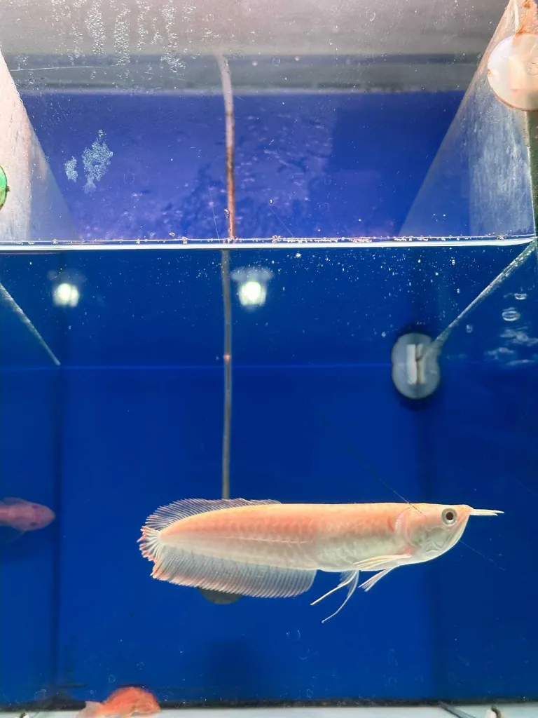 Ikan Arwana Silver Albino 22-23cm 2
