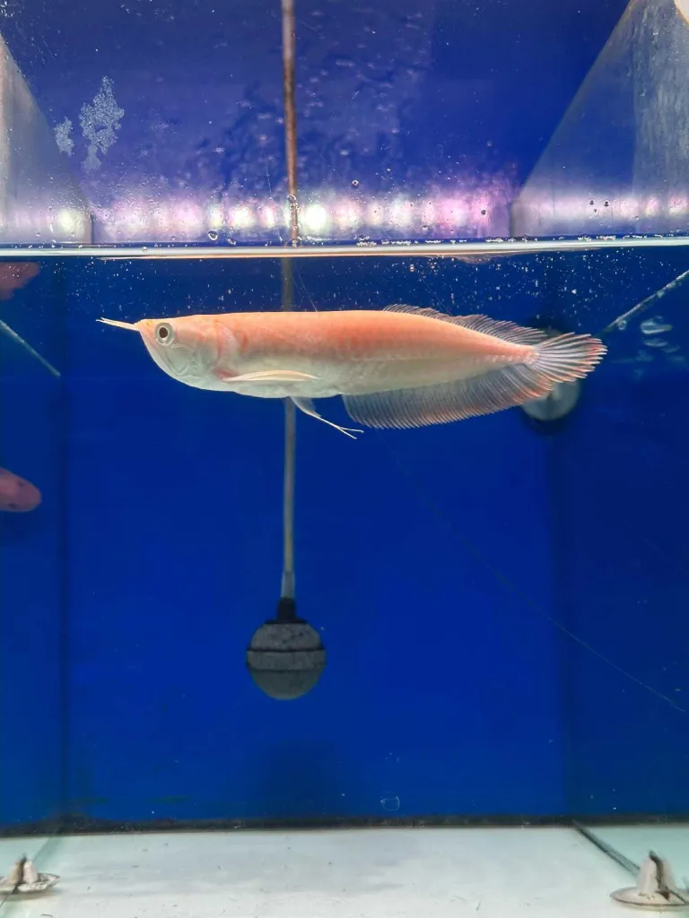 Ikan Arwana Silver Albino 22-23cm