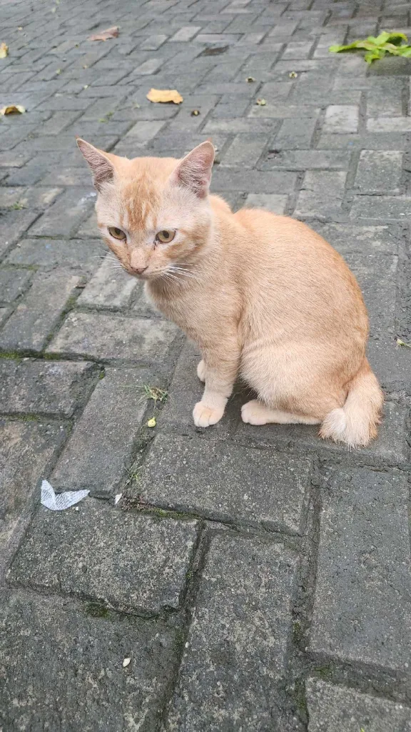 Kucing Peliharaan 1