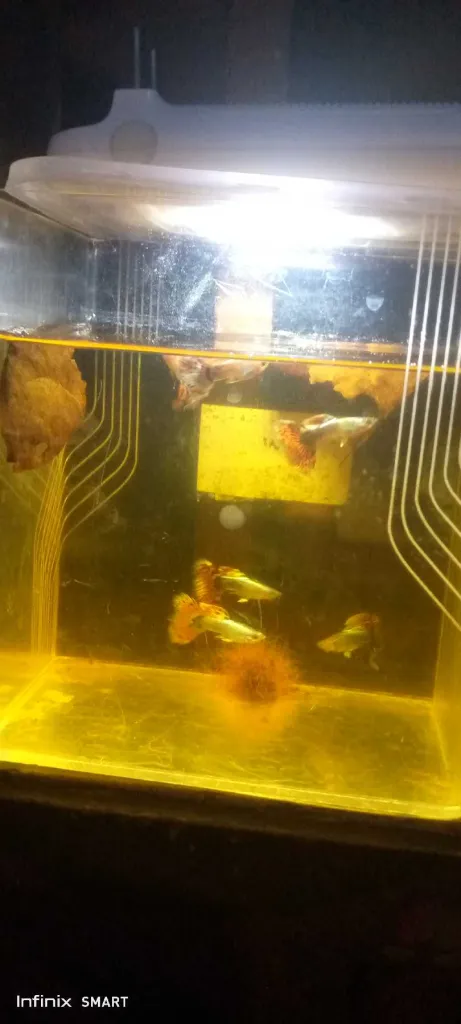 ikan gupy red dragon 2