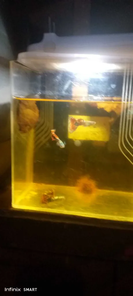 ikan gupy red dragon